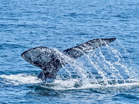 ventura california whale watching.